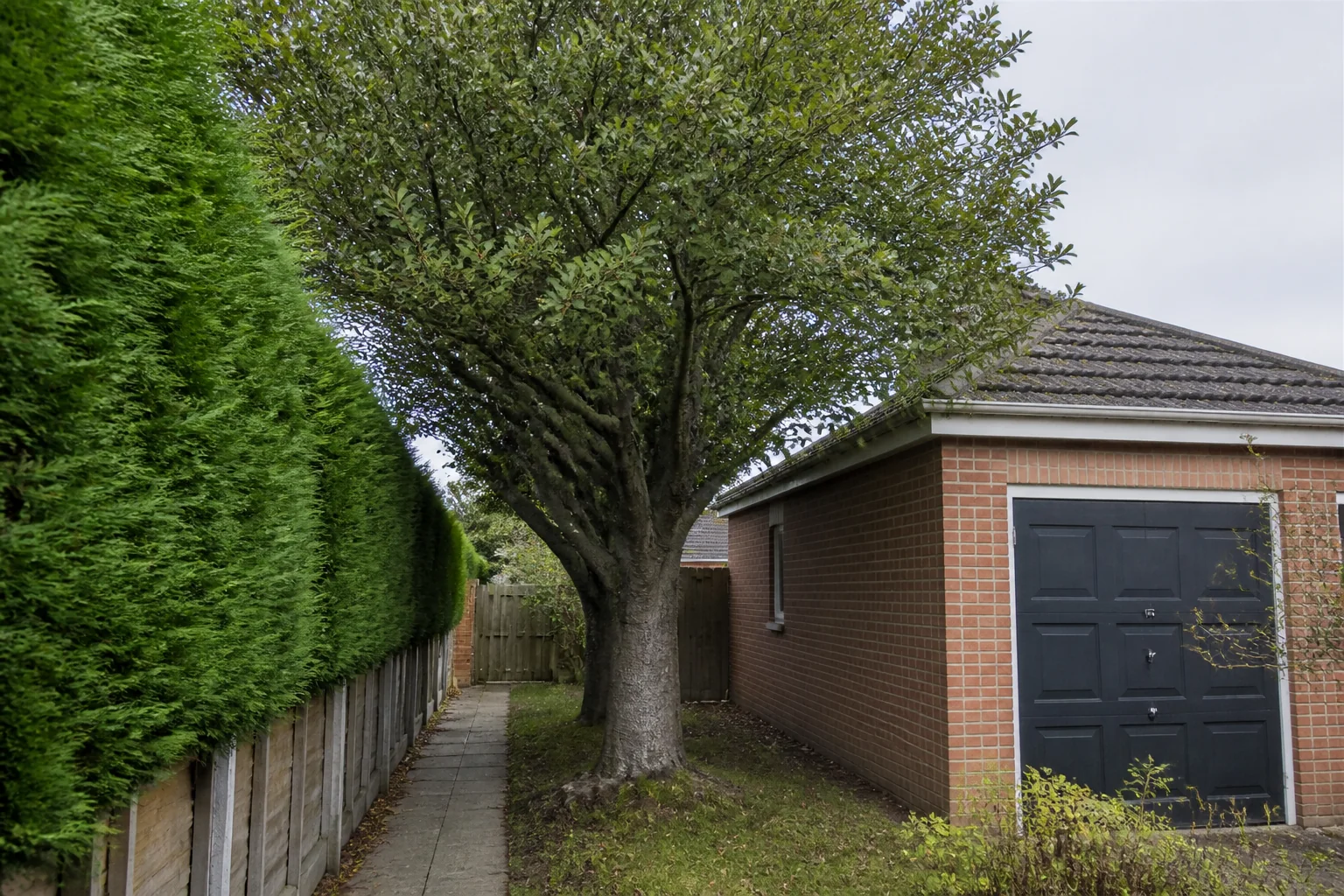 A mature tree grows between a clipped hedge, timber fence and brick garage.
