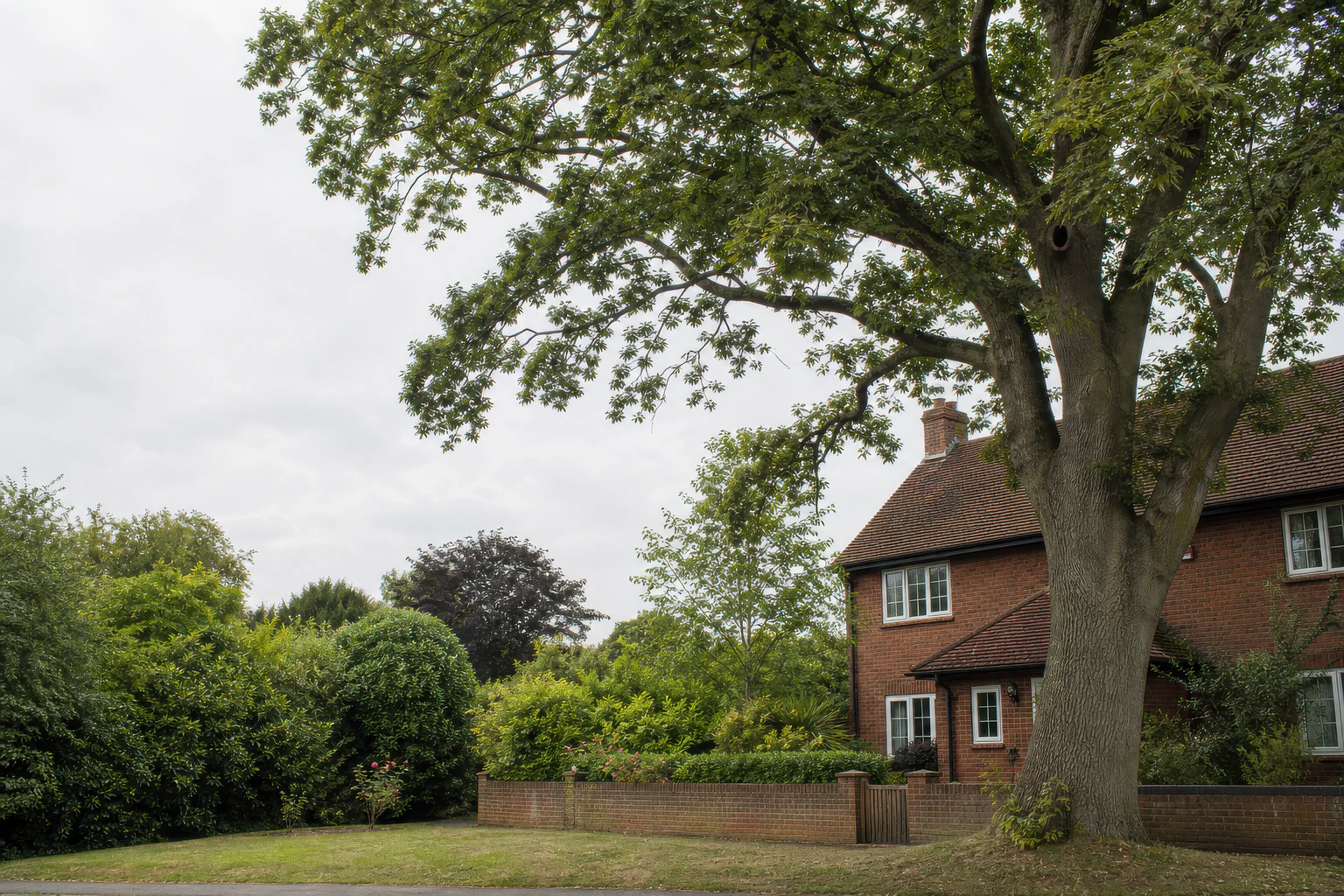 A mature broadleaf tree beside an older brick home and garden boundary.