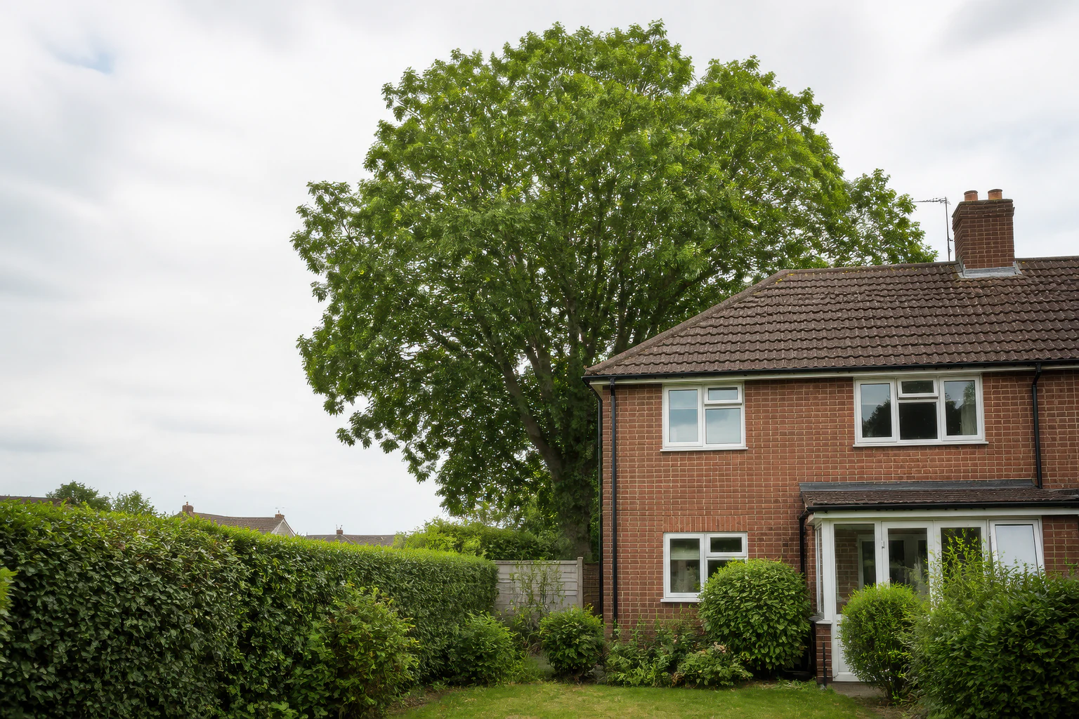 A mature broadleaf tree behind a suburban brick home, planted border and garden fence.
