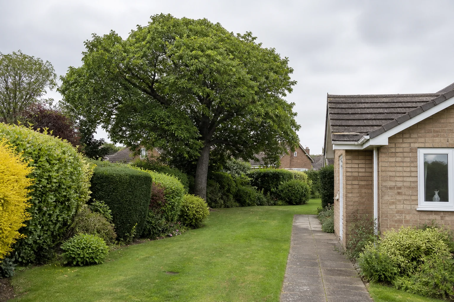A mature broadleaf tree beside a bungalow, mixed hedges and a continuous paved side path through a deep garden.