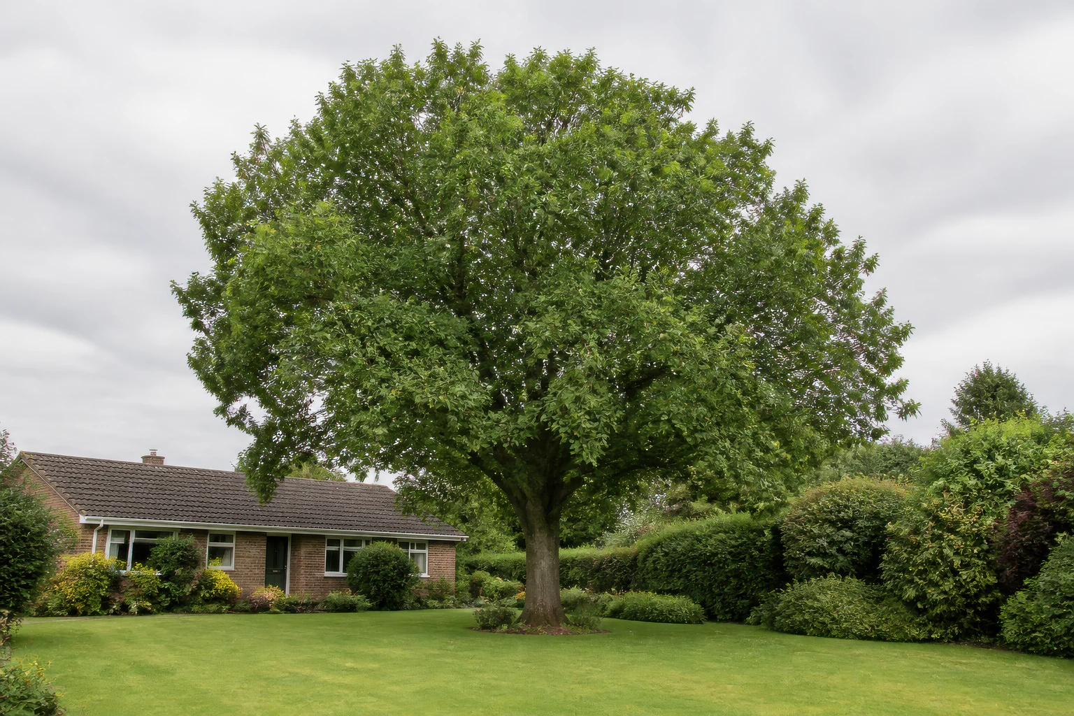 A mature broadleaf tree in a deep garden beside a low-rise brick bungalow and established hedges.