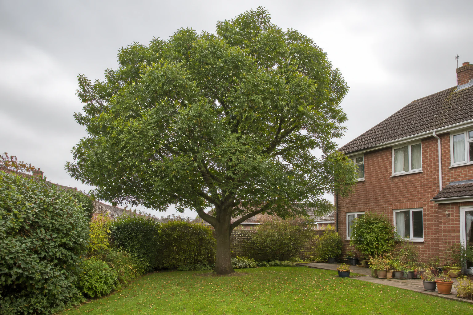 A mature broadleaf tree in a compact rear garden beside a red-brick home and established hedges.