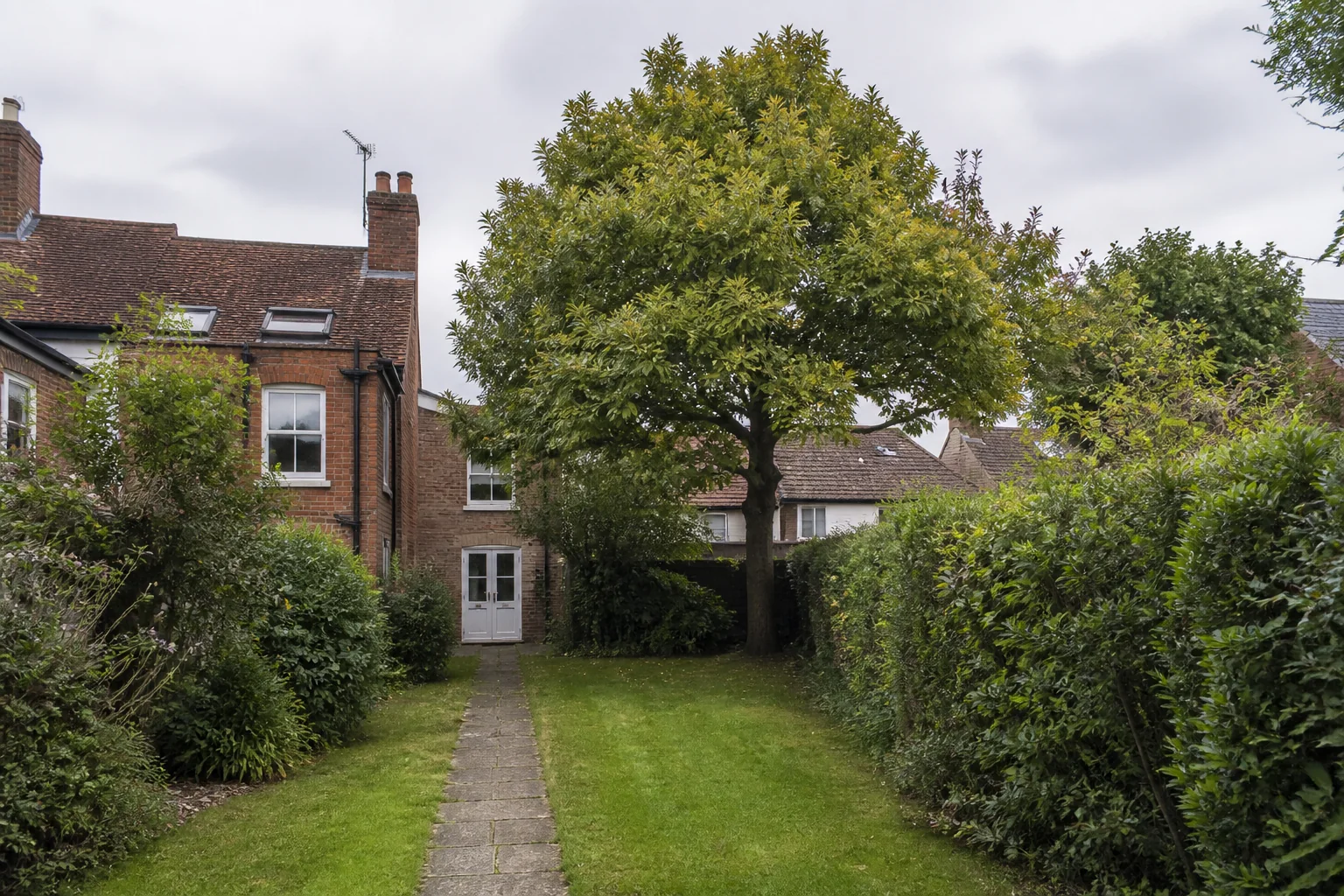 A mature broadleaf tree beside a narrow paved path in a long garden behind older brick houses.