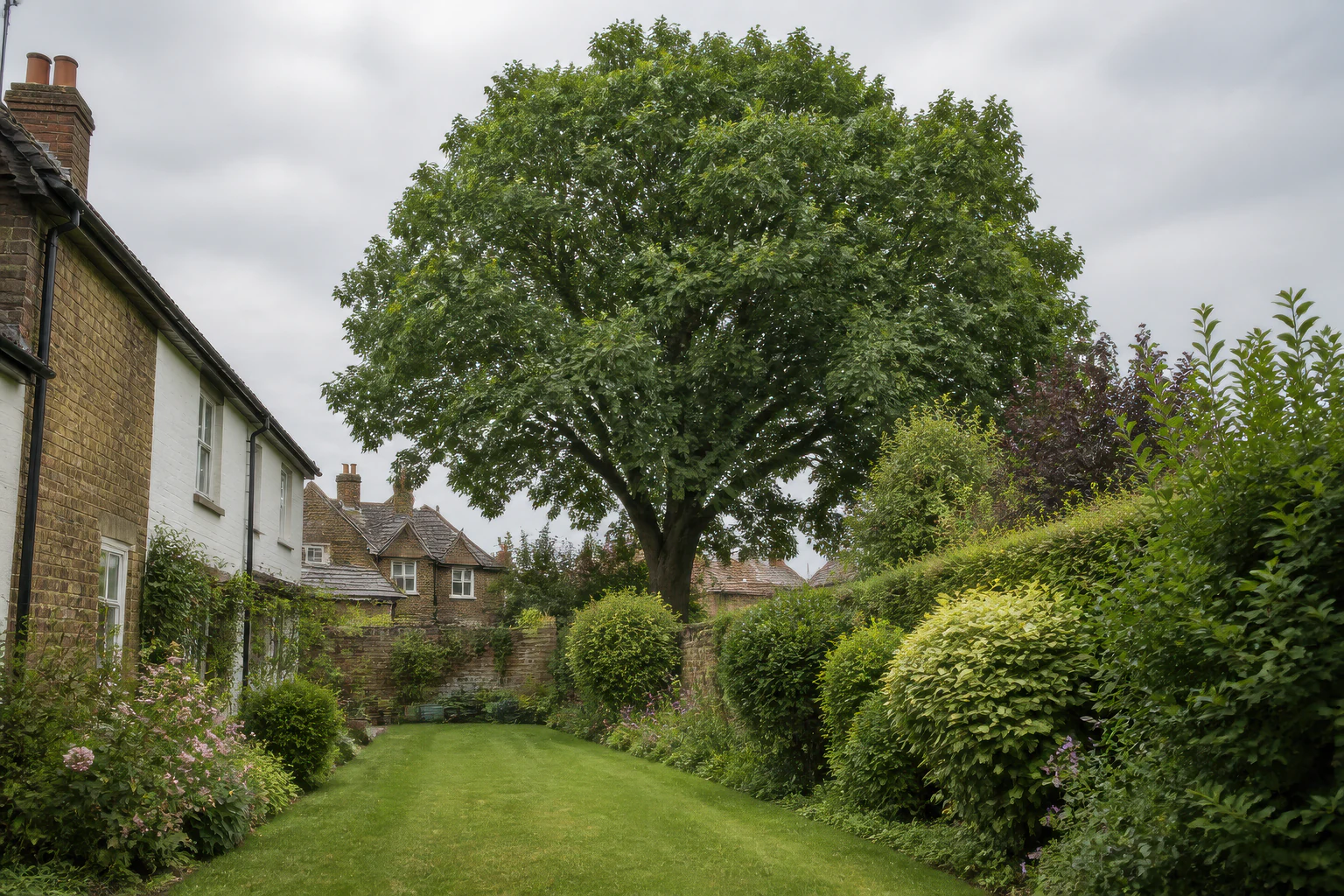 A mature broadleaf tree in a long established garden behind older brick homes.