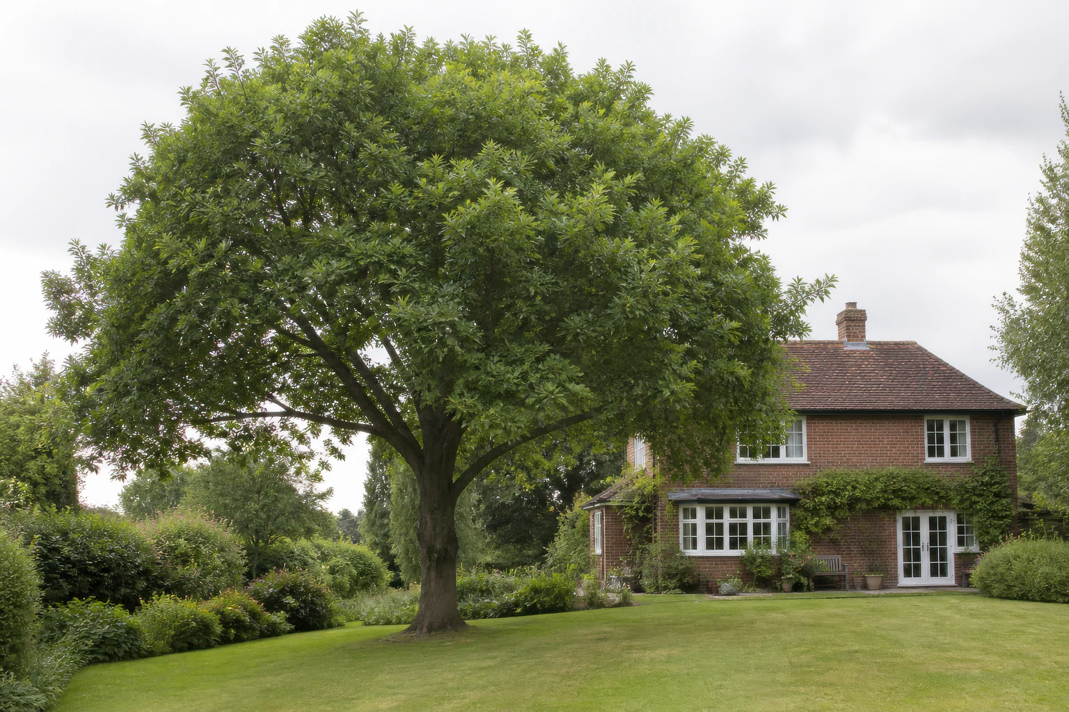A large mature broadleaf tree on a broad lawn beside an established red-brick detached home.