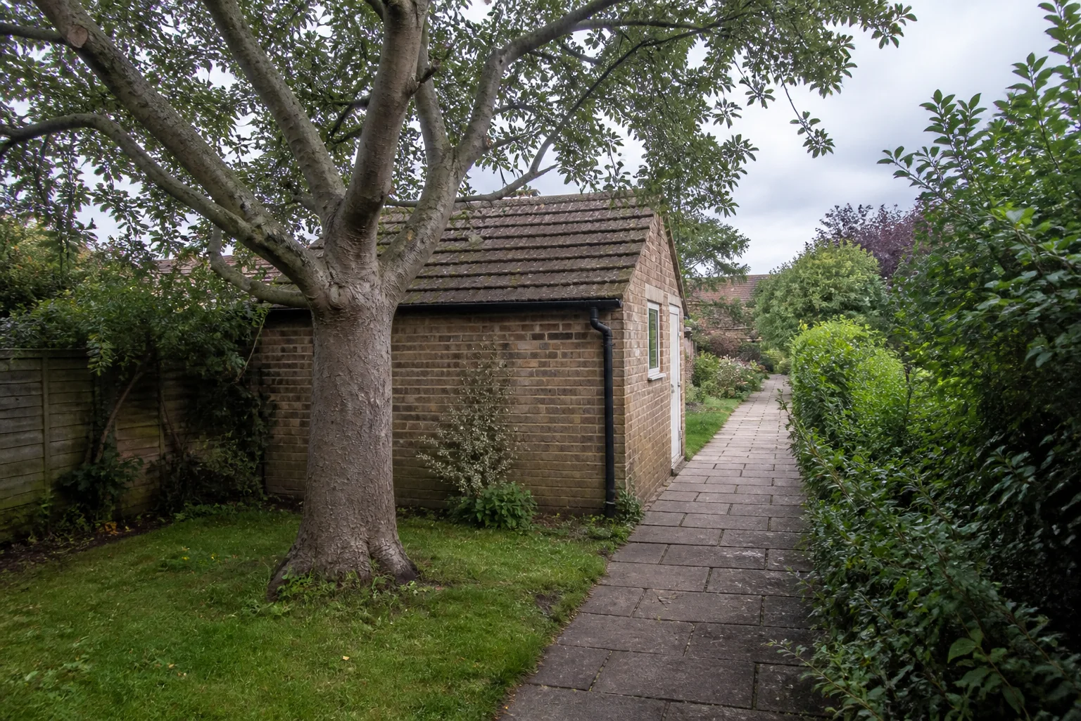 A mature garden tree beside a brick outbuilding, hedges and a continuous paved path.