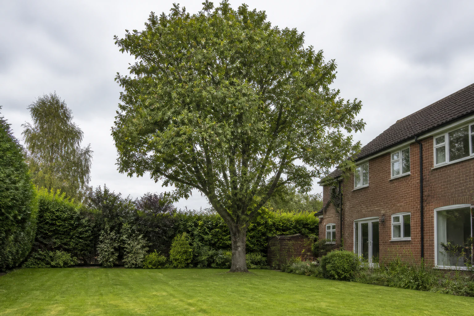 A mature broadleaf tree in a deep rear garden beside a brick home and established hedges.