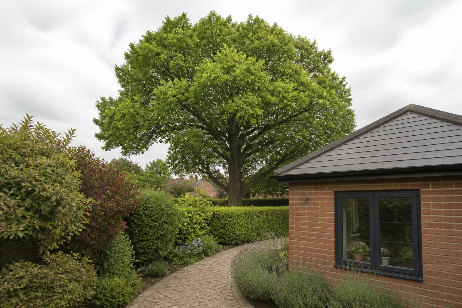 A mature broadleaf tree beyond a curved paved path around a brick garden room and mixed hedges.