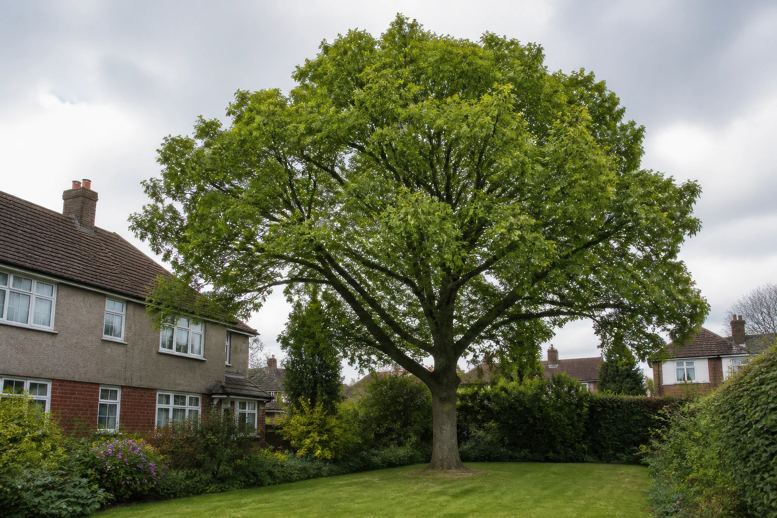 A mature broadleaf tree in a deep garden beside older brick and pebbledash suburban homes.