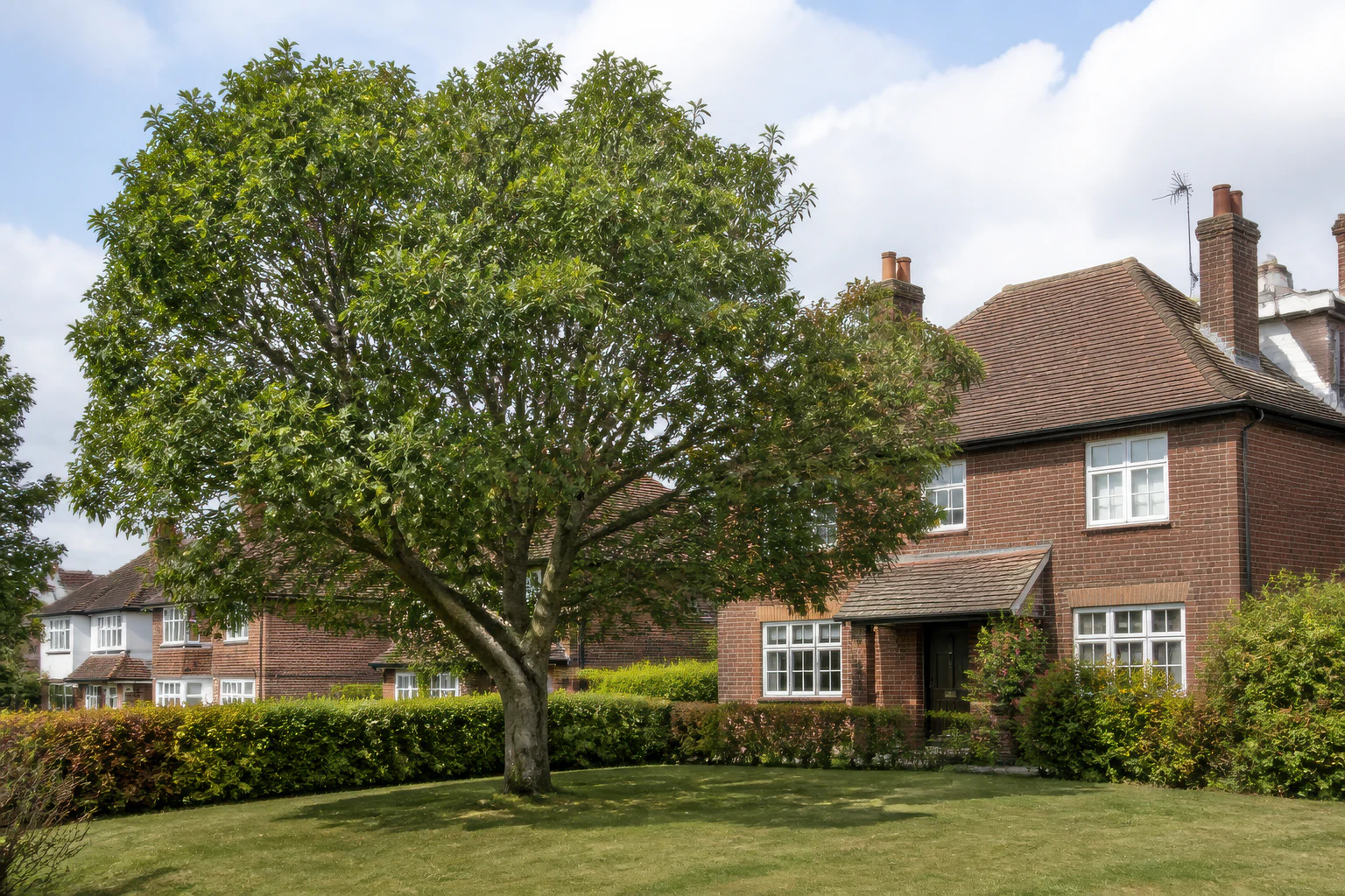 A mature broadleaf tree in a generous front garden beside a 1920s-style brick home and low hedge.