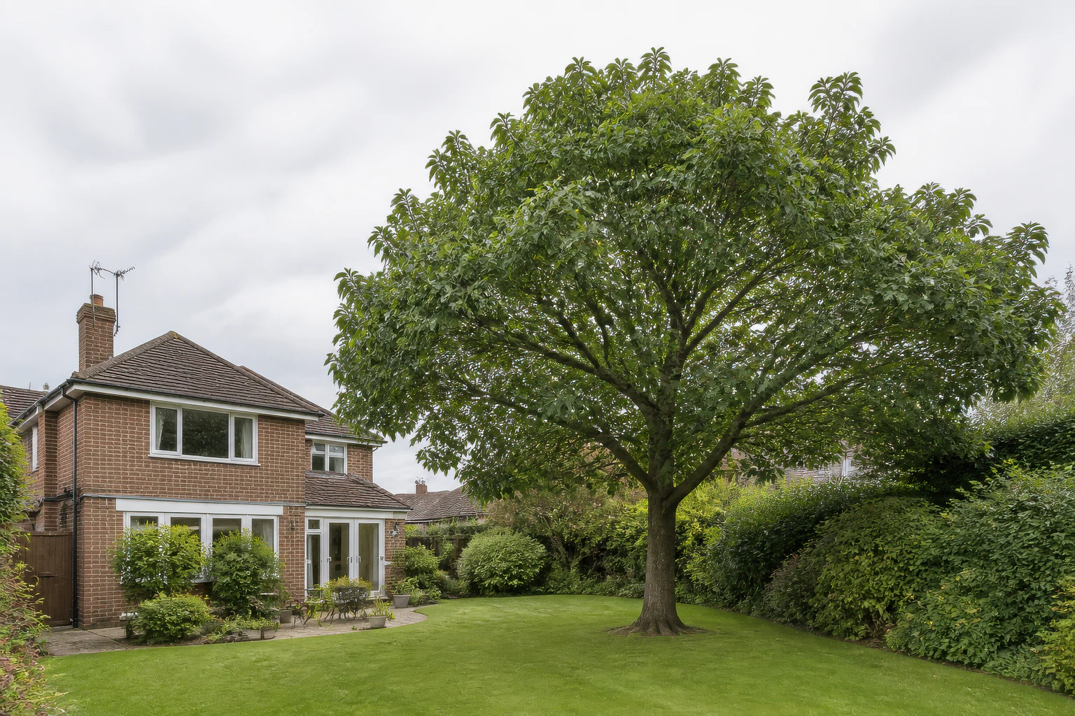 A mature broadleaf tree in a deep lawn beside a post-war brick home, patio and mixed hedges.