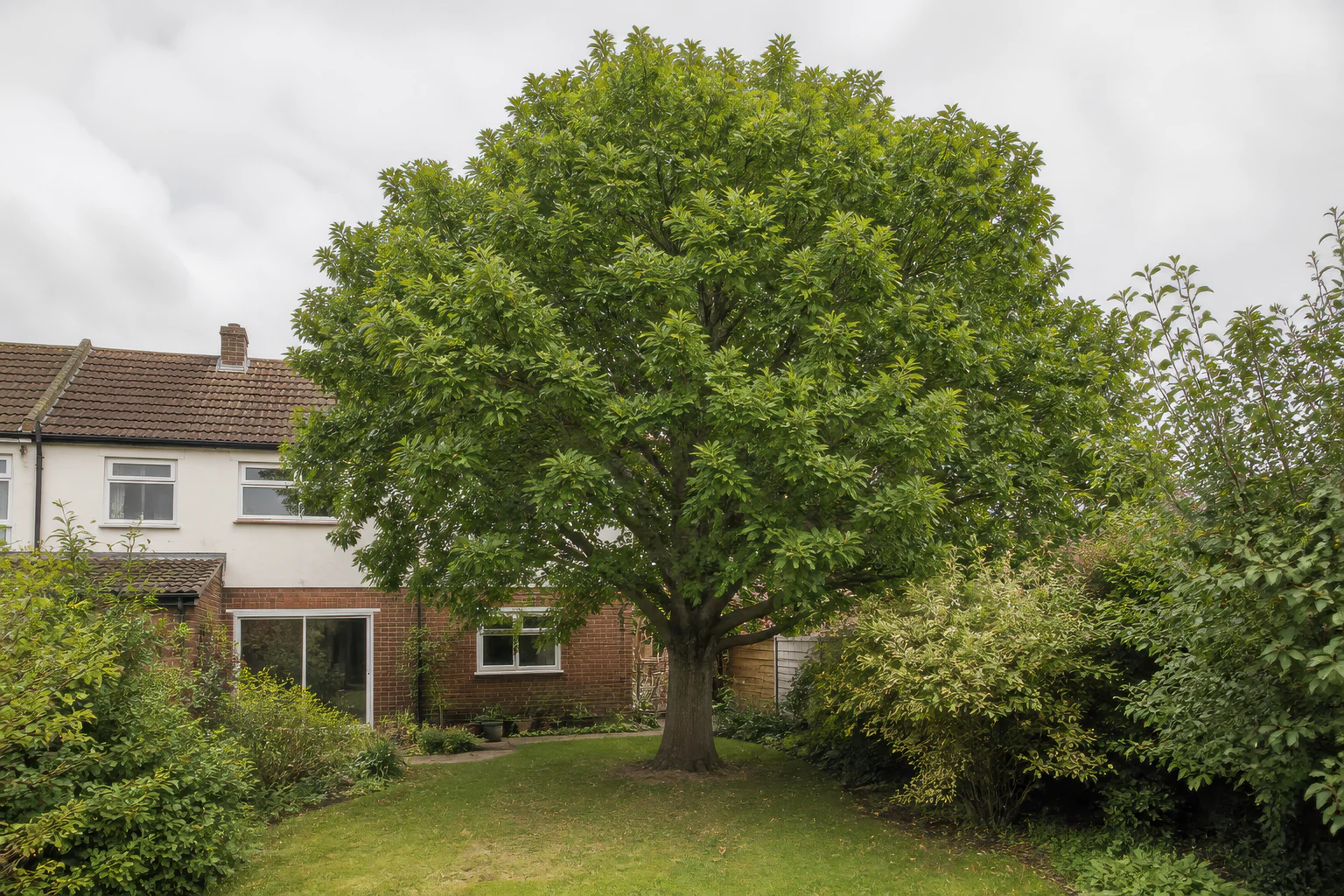 A mature broadleaf tree in a compact rear garden beside a brick and rendered suburban home.