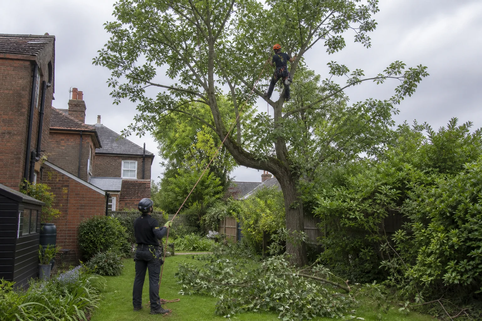 An arborist pruning selected branches from a mature garden tree using ropes.