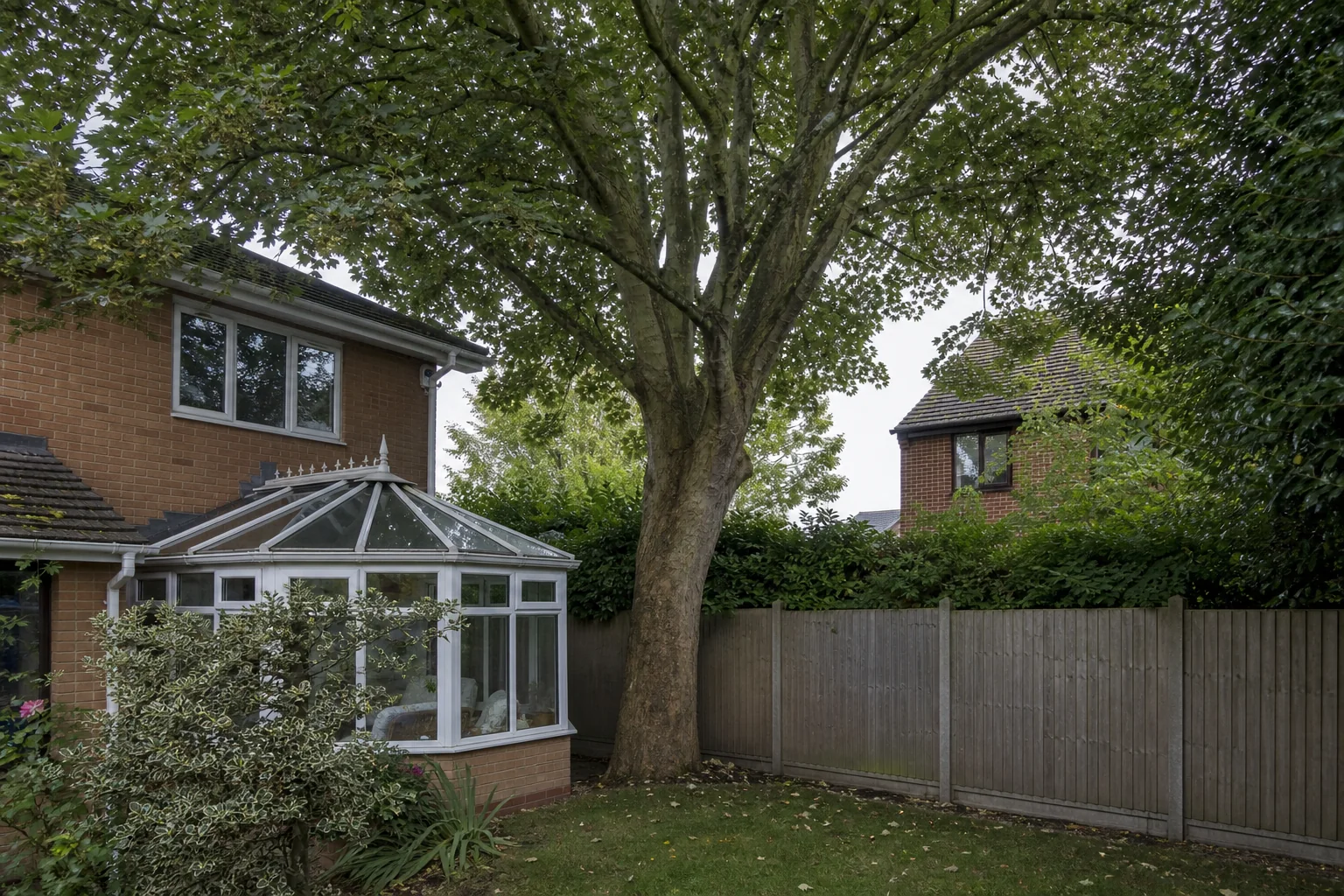 A mature garden tree growing beside a conservatory and timber boundary.