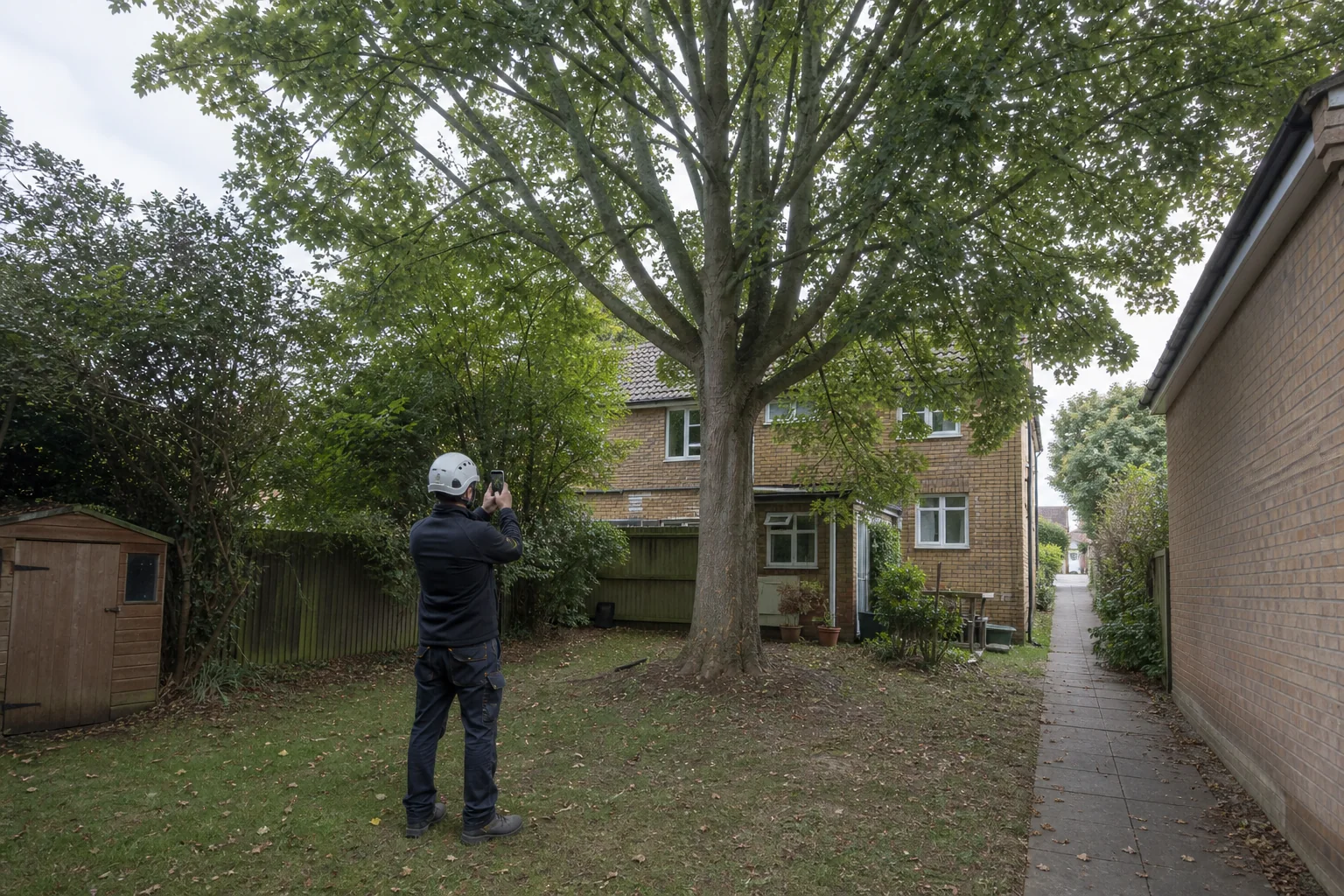 An arborist photographs a mature garden tree and the access beside a house.