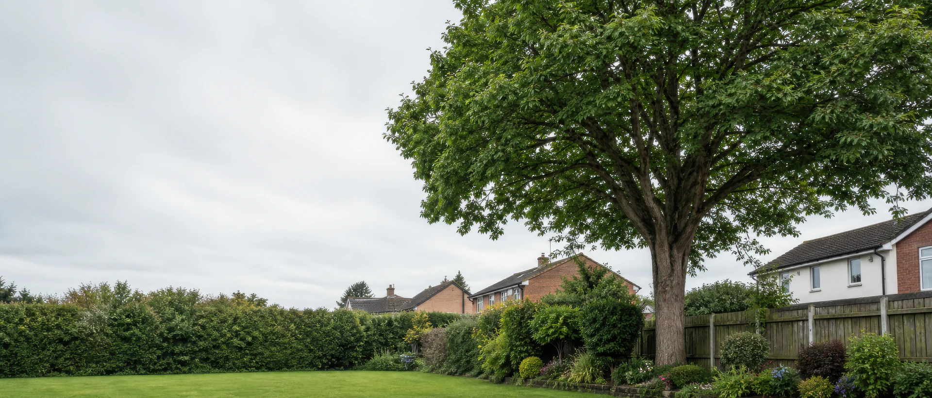 A mature tree beside a residential garden and neighbouring homes.