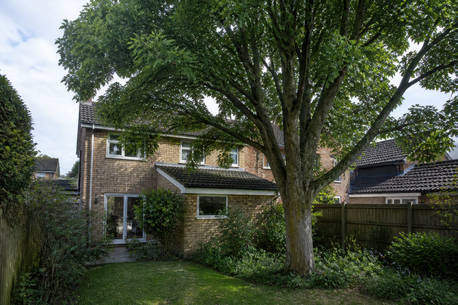 A mature broadleaf tree close to a brick suburban home in a compact established rear garden.