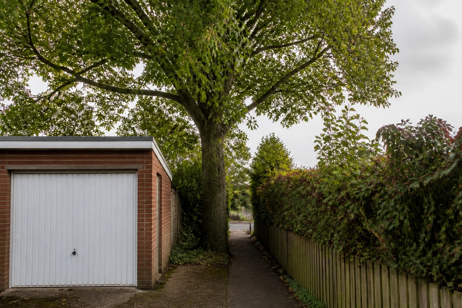 A tall garden tree beside a brick garage, timber fence, dense hedge and narrow paved route.