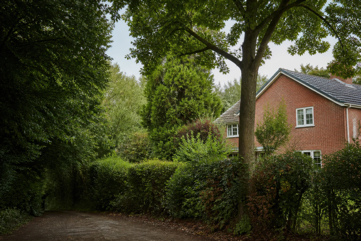 A mature broadleaf tree beside a detached brick home, mixed hedge and wooded boundary.