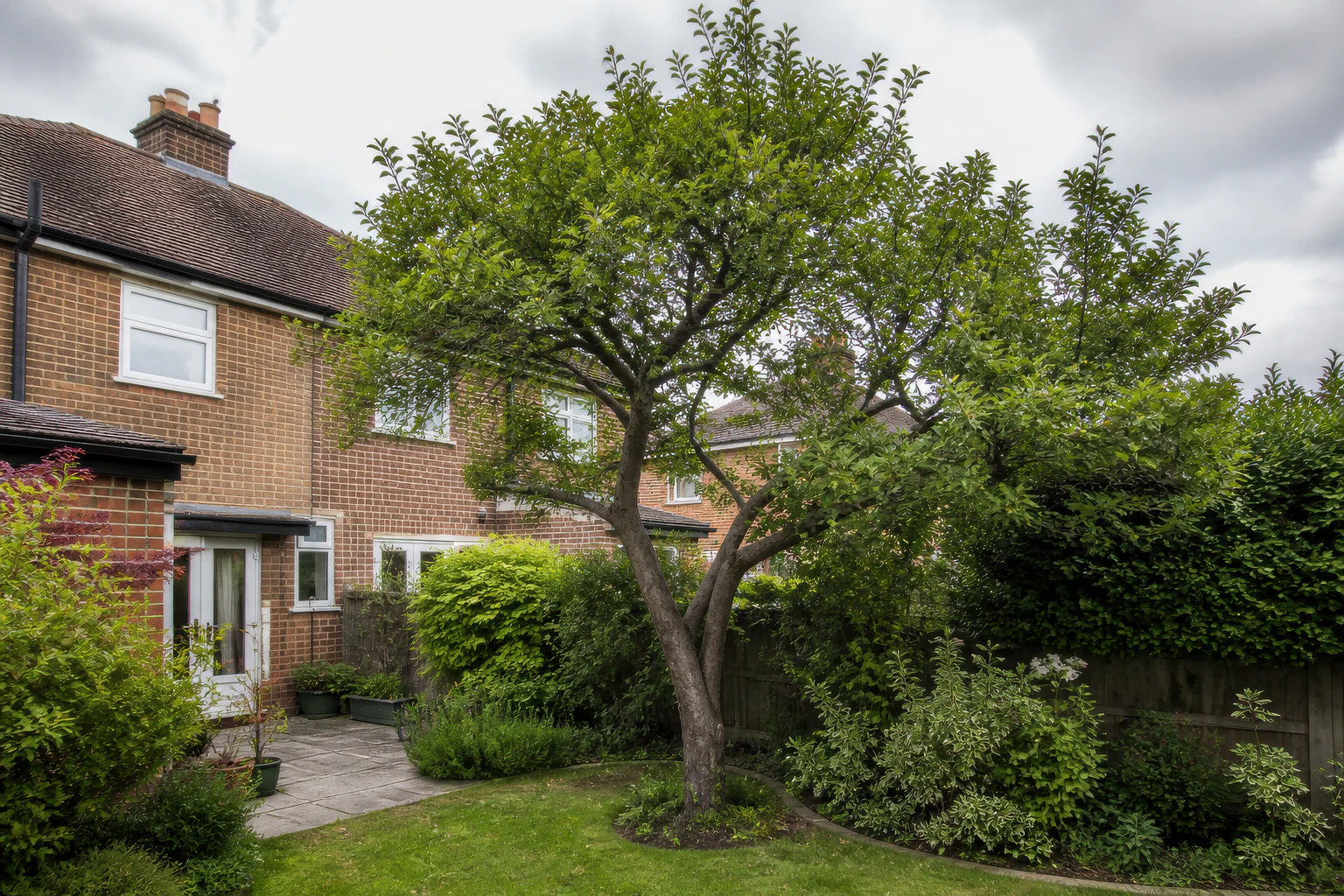 A mature broadleaf tree in a compact lawn behind ordinary brick semi-detached homes and mixed planting.