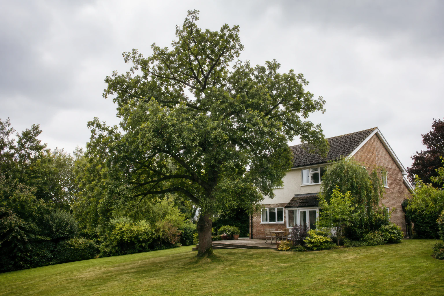 A mature broadleaf tree on a gently sloping lawn beside an ordinary brick and rendered detached home.