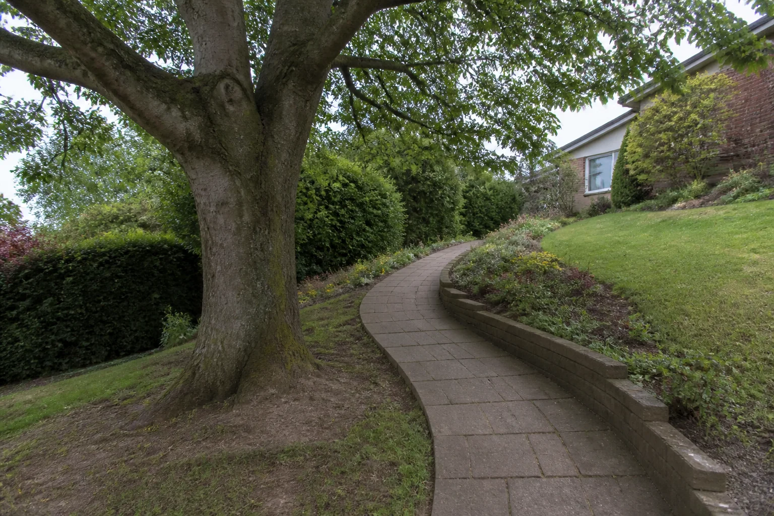 A large garden tree beside a curved paved path, planted slope and low retaining edge.