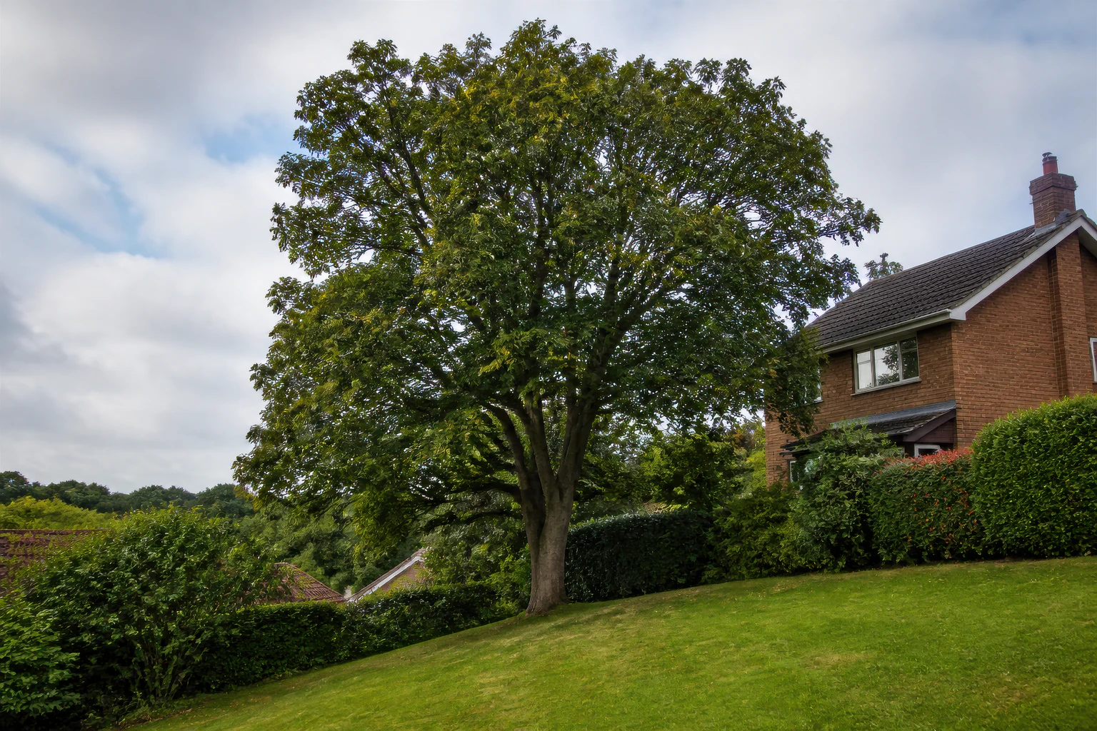A mature broadleaf tree on a sloping lawn beside a detached brick home and established hedge.
