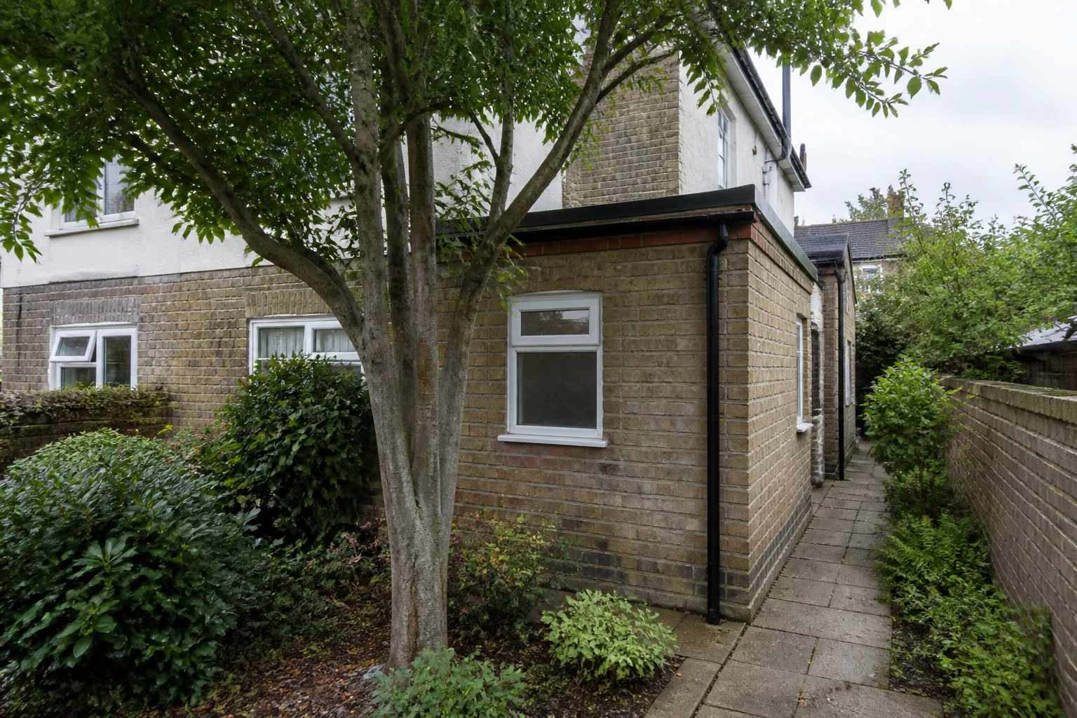 A tall garden tree beside a brick extension, paved side passage and planted border.