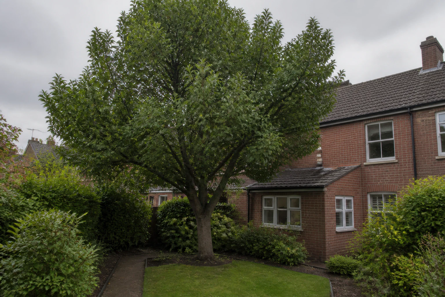 A mature broadleaf tree behind a London brick semi-detached home with a compact lawn and shrubs.