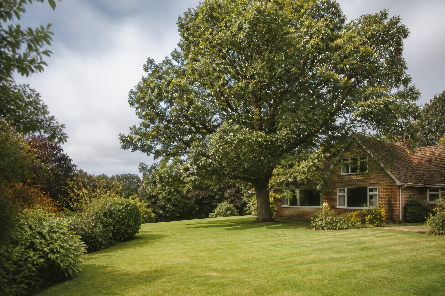 A large mature broadleaf tree on a deep lawn beside an ordinary detached brick home and mixed shrubs.