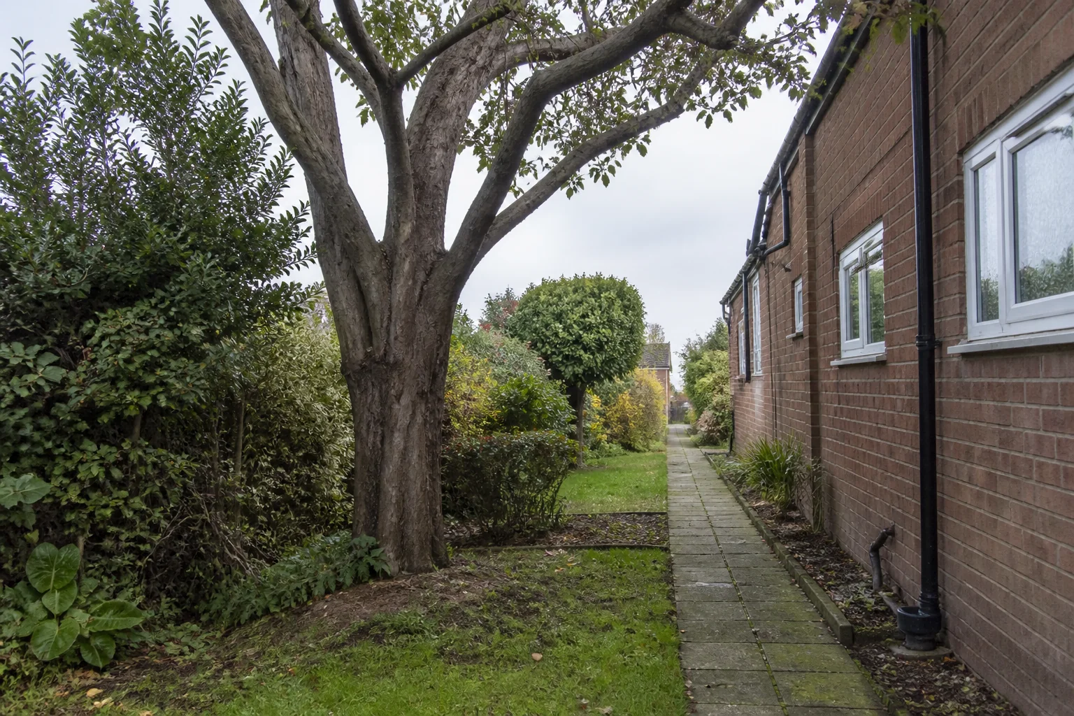 A mature garden tree beside a brick home and a continuous narrow paved side passage.