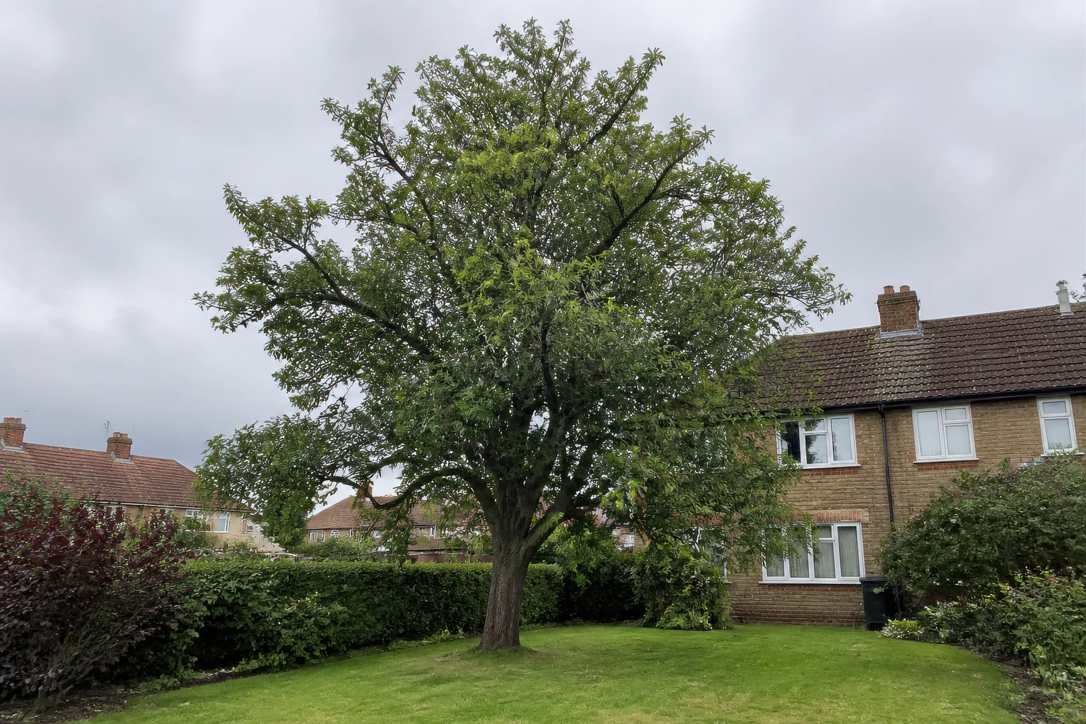 A mature broadleaf tree in a suburban rear garden beside a brick home, lawn and mixed hedge.