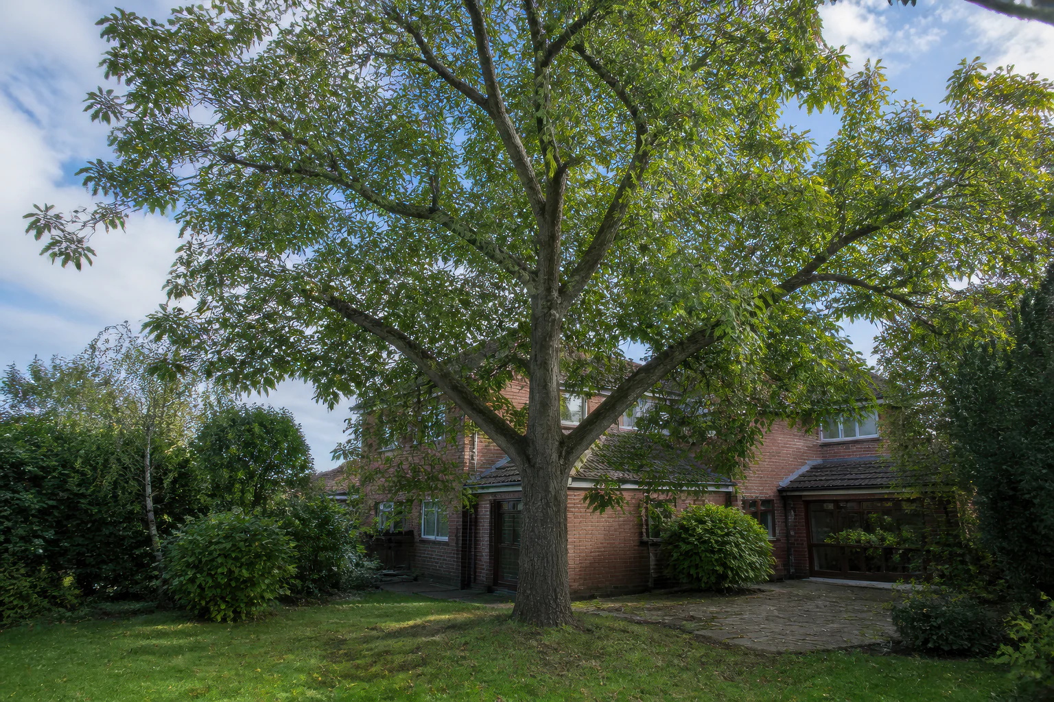 A tall mature broadleaf tree on an ordinary lawn beside a detached red-brick home, patio and established shrubs.