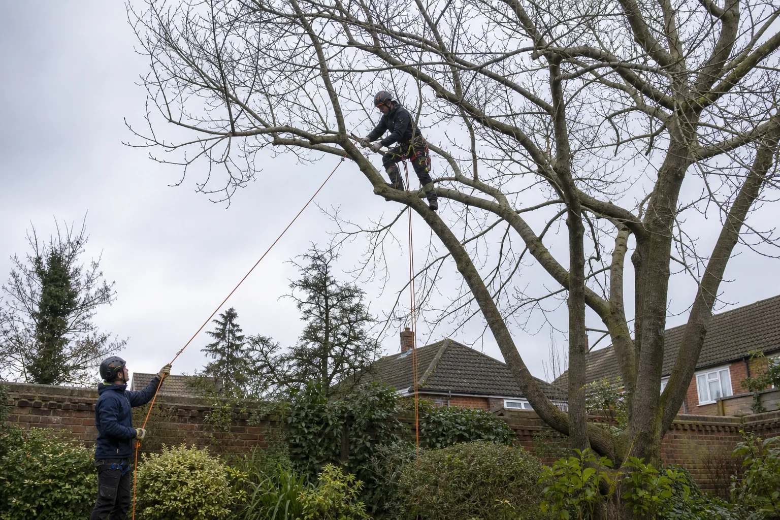 A rope-secured arborist makes a small hand-saw cut in a mature crown.