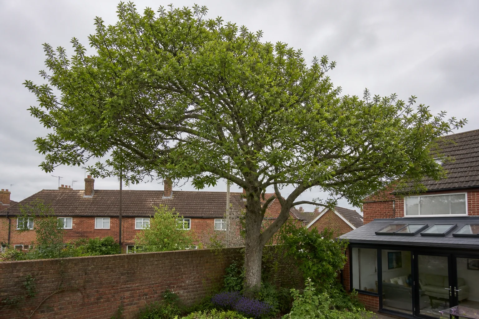 A mature garden tree spreads beside a brick wall and glazed garden room.