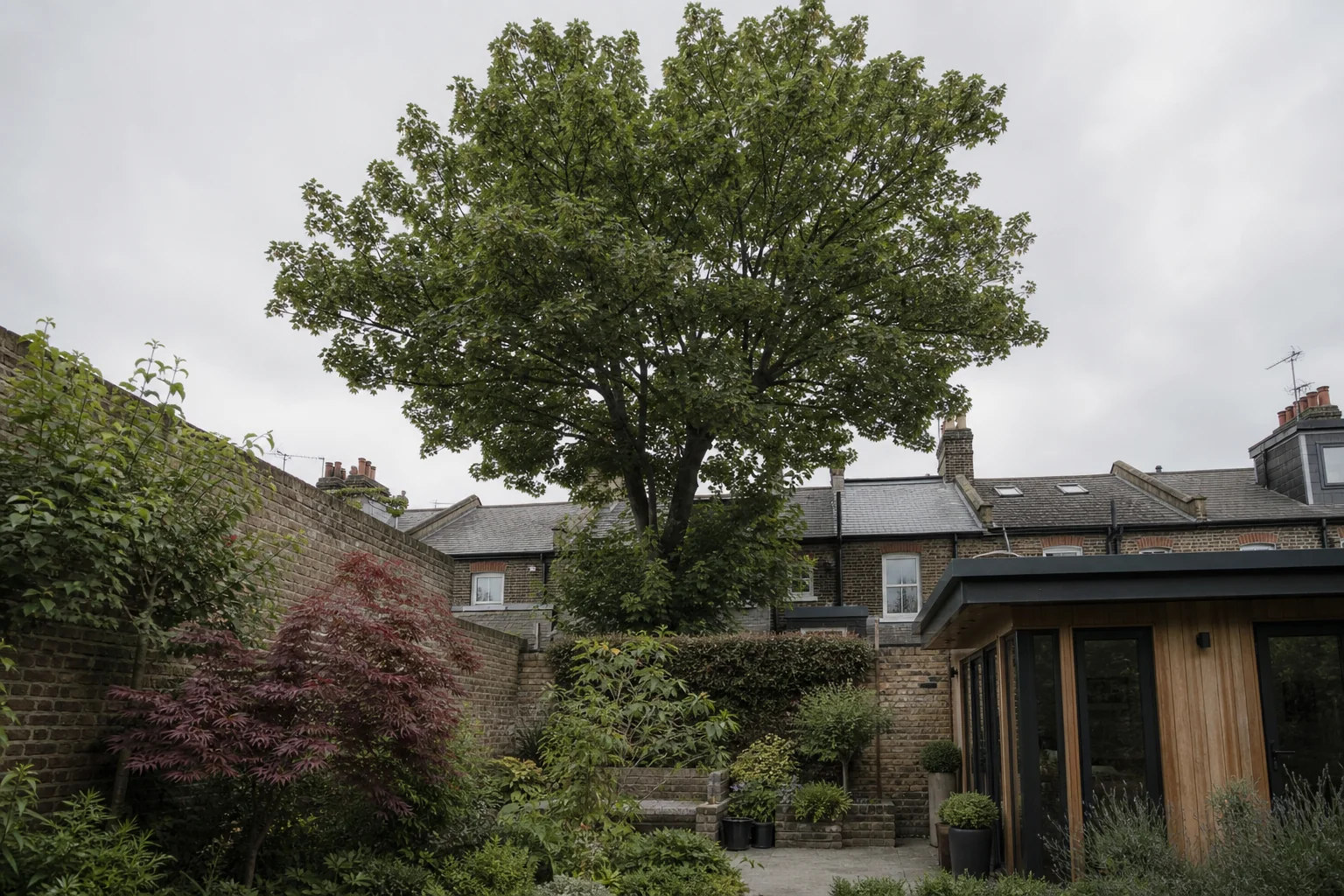 A mature tree above a compact rear garden with a brick wall and garden room.