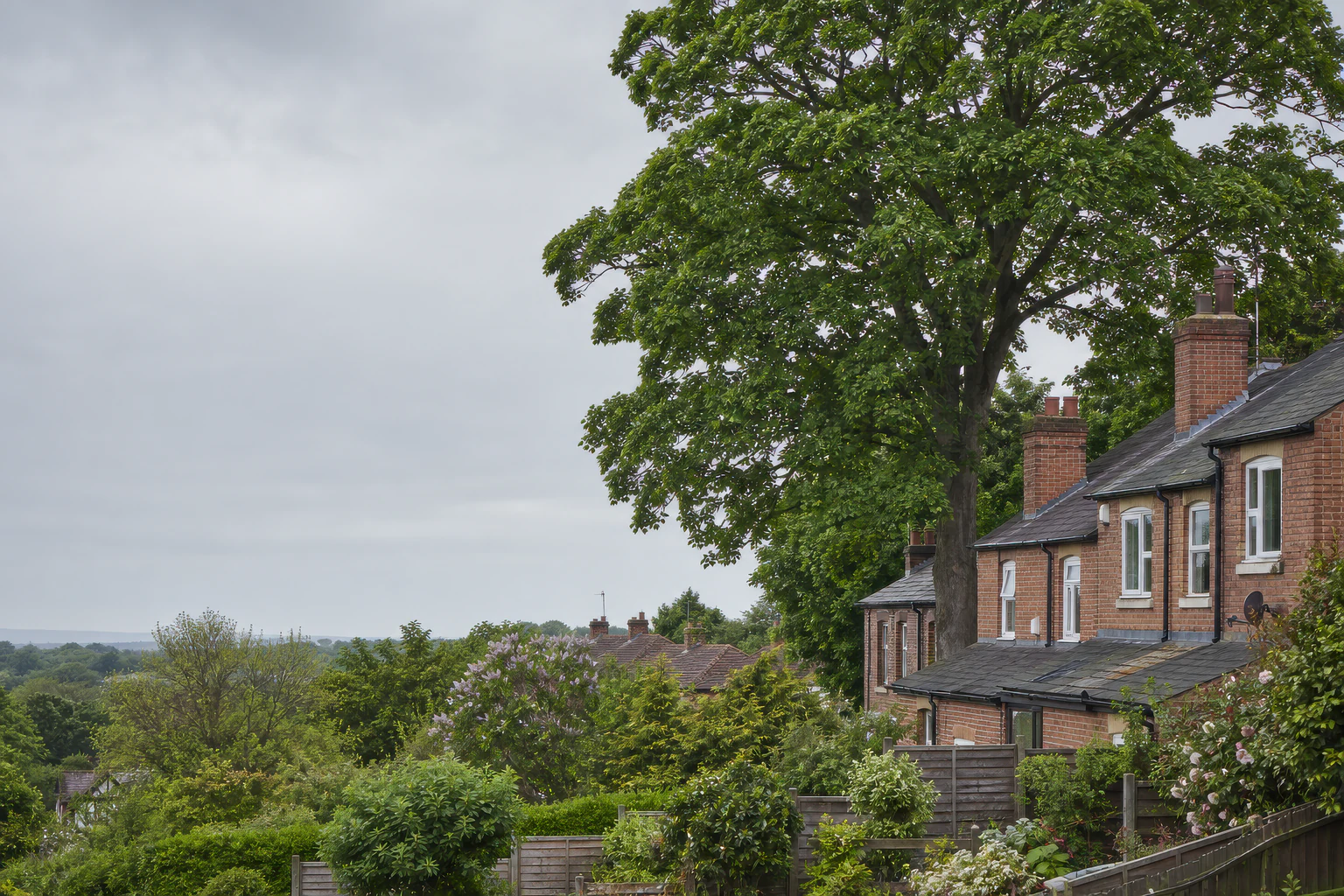 A mature broadleaf tree rising behind brick homes and enclosed rear gardens.