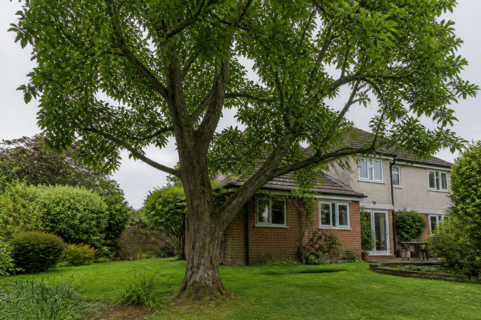 A mature broadleaf tree on an established lawn beside an ordinary brick and rendered detached home.