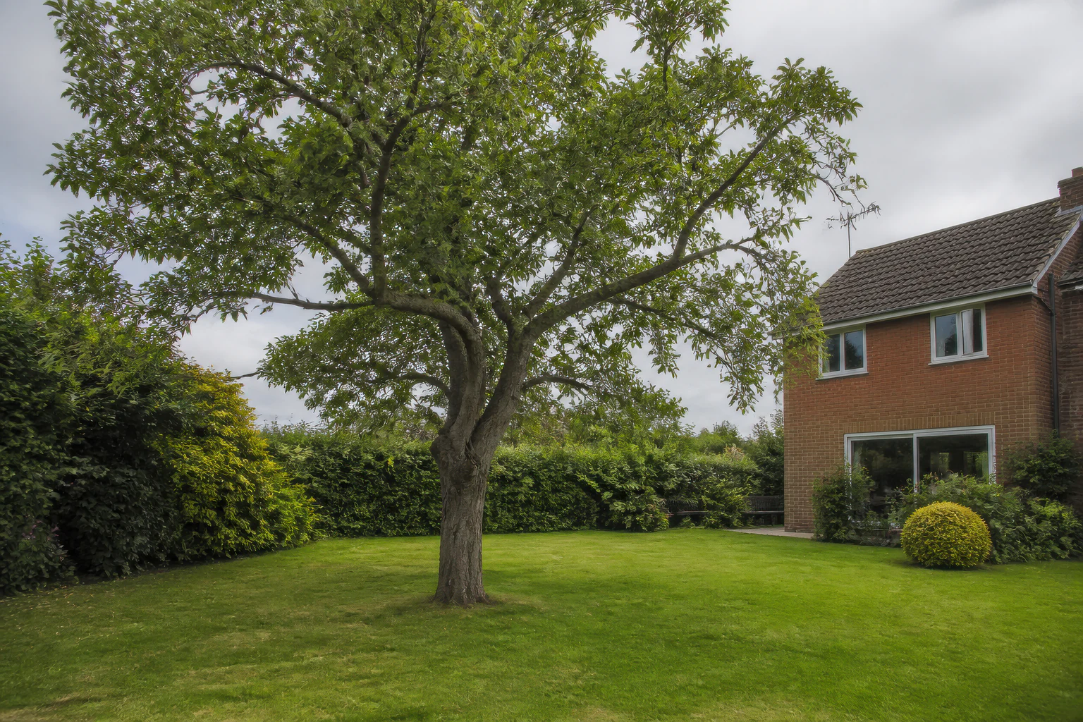 A mature broadleaf tree in a deep lawned garden beside a brick home and mixed hedge.