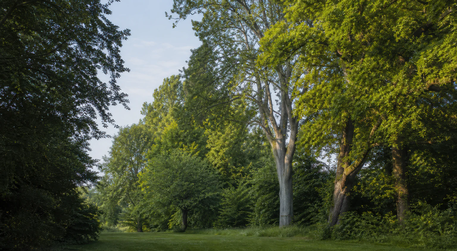 Different mature tree forms along the edge of a garden and woodland.