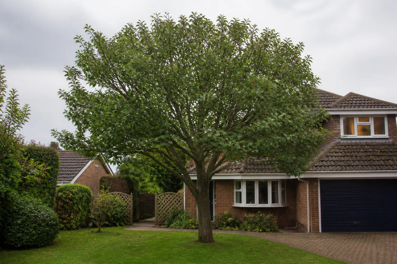 A mature garden tree with a full, balanced crown beside a brick home.