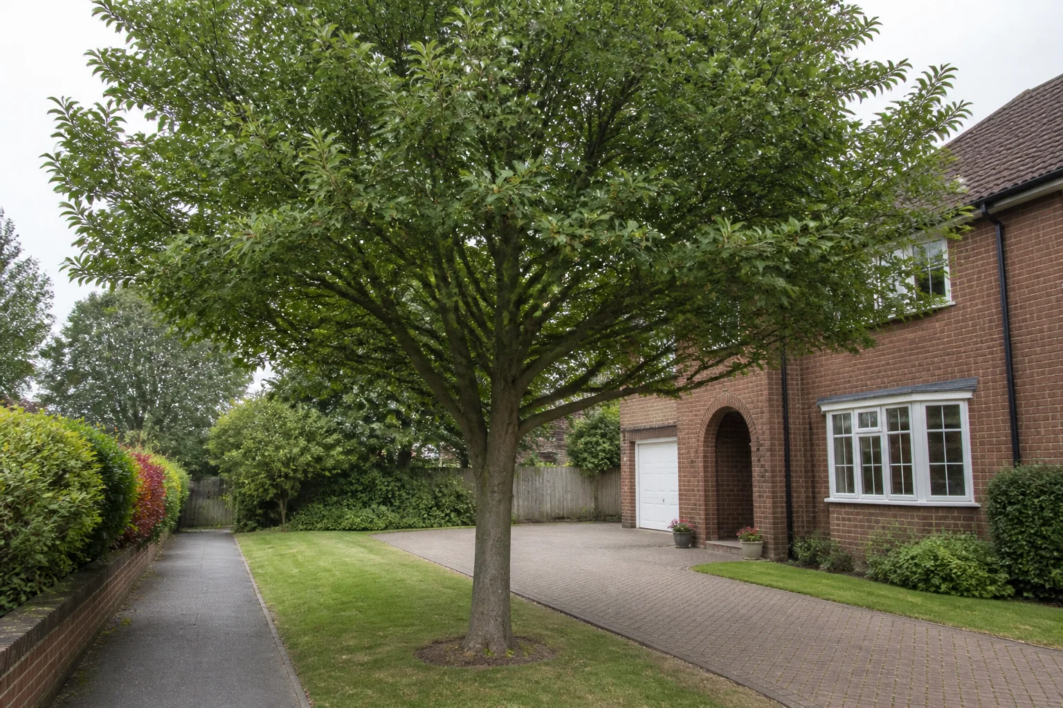 A mature garden tree with clear space beneath its balanced crown.