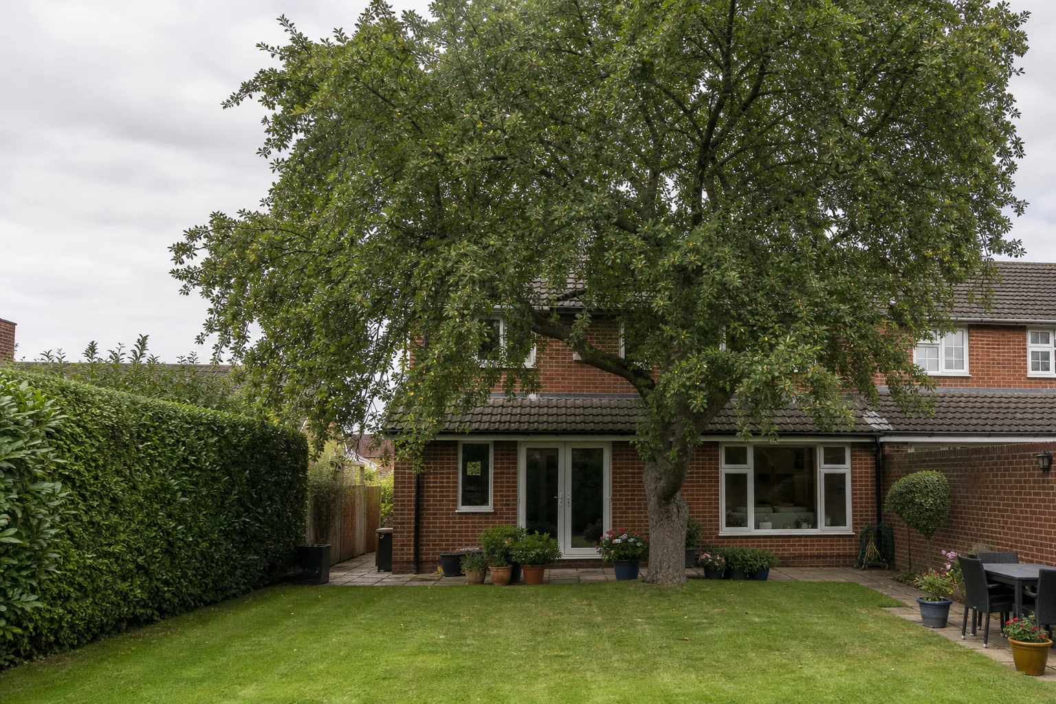 A mature garden tree before crown pruning.