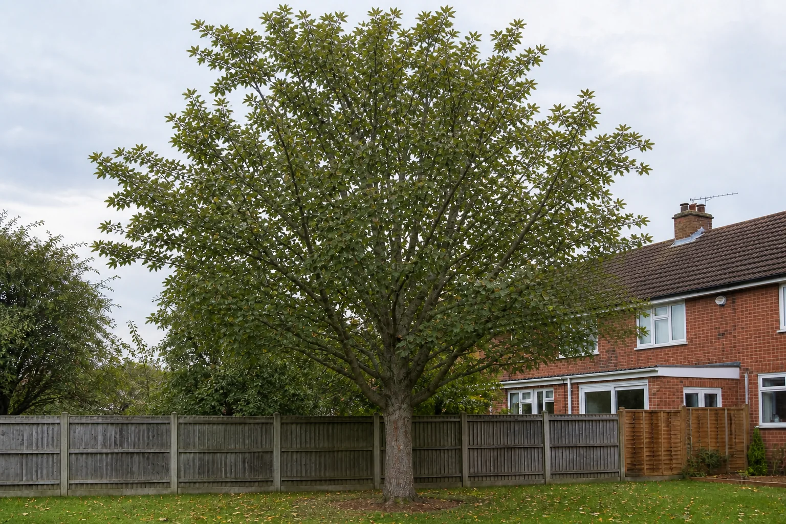 A mature sycamore before crown reduction.