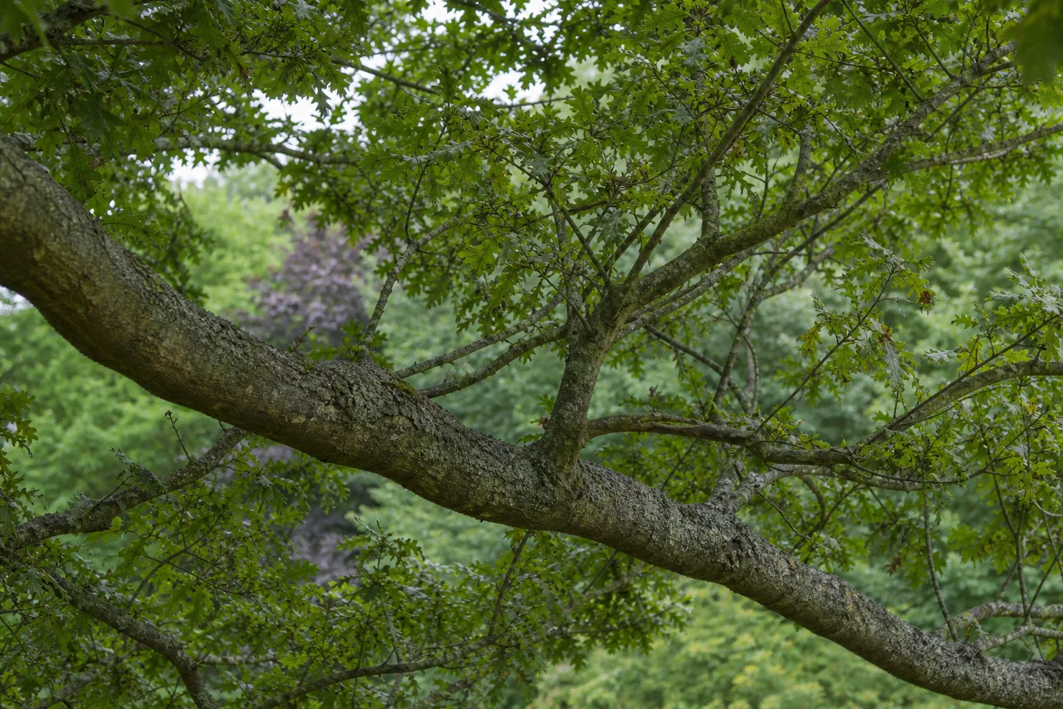 Naturally tapering limbs and smaller branches within a leafy tree crown.