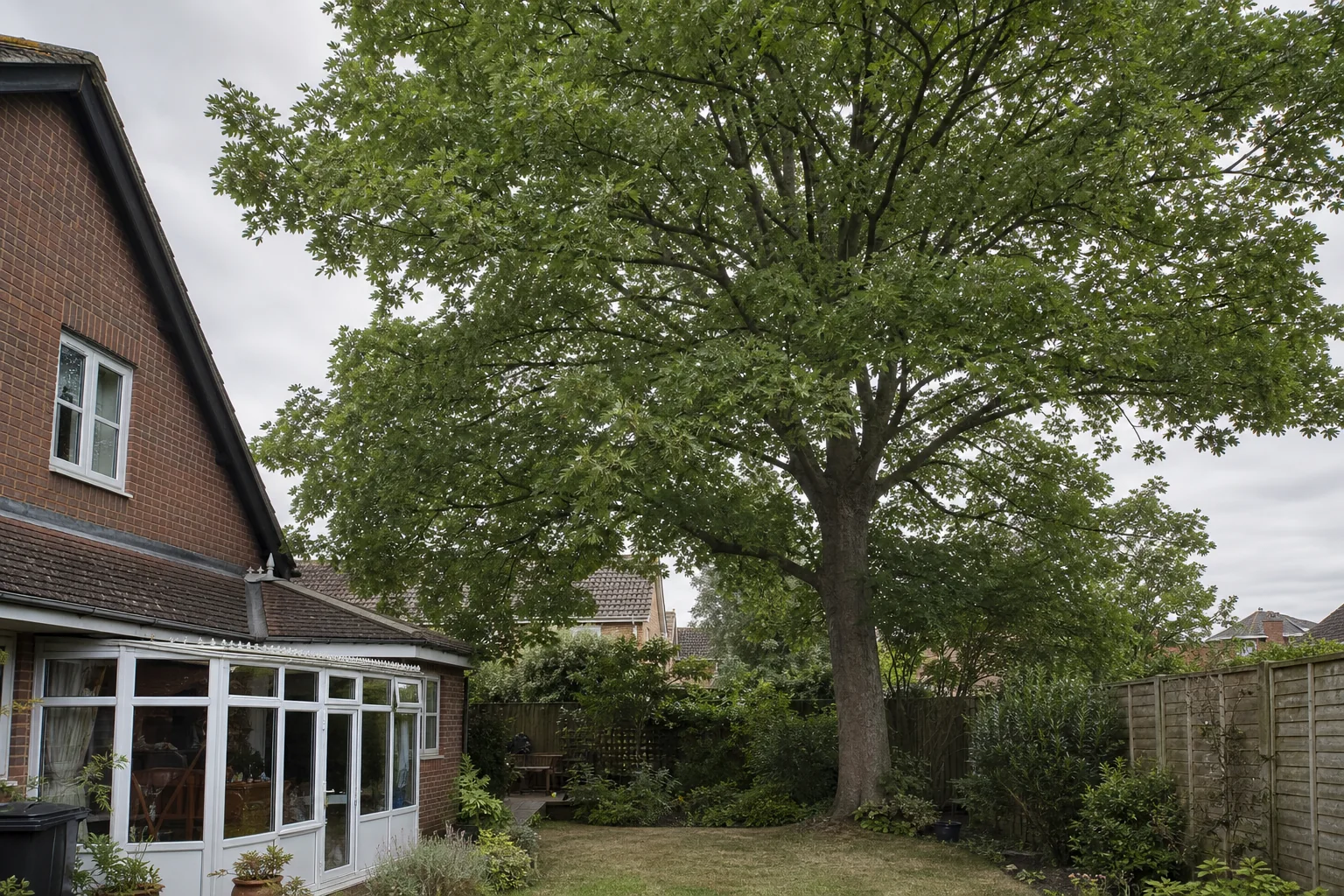 A mature garden tree with lower branches near a house, conservatory and timber boundary.