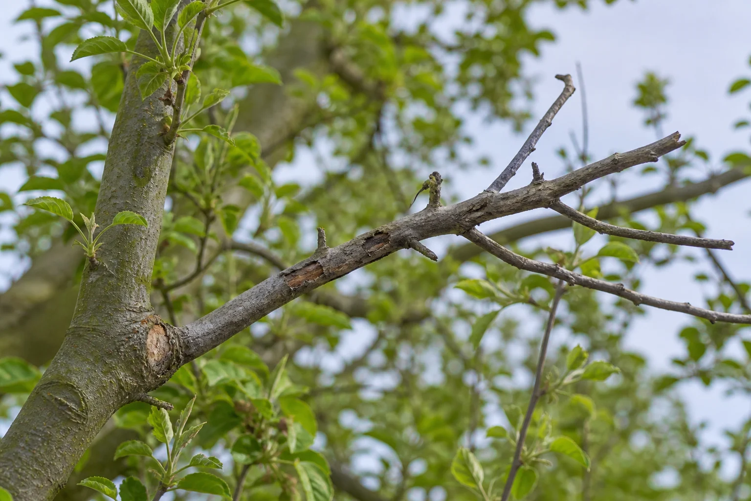 A weathered leafless branch attached to a living tree with green foliage around it.