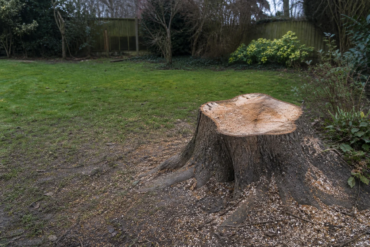 A recently cut tree stump with visible root flare in a garden.