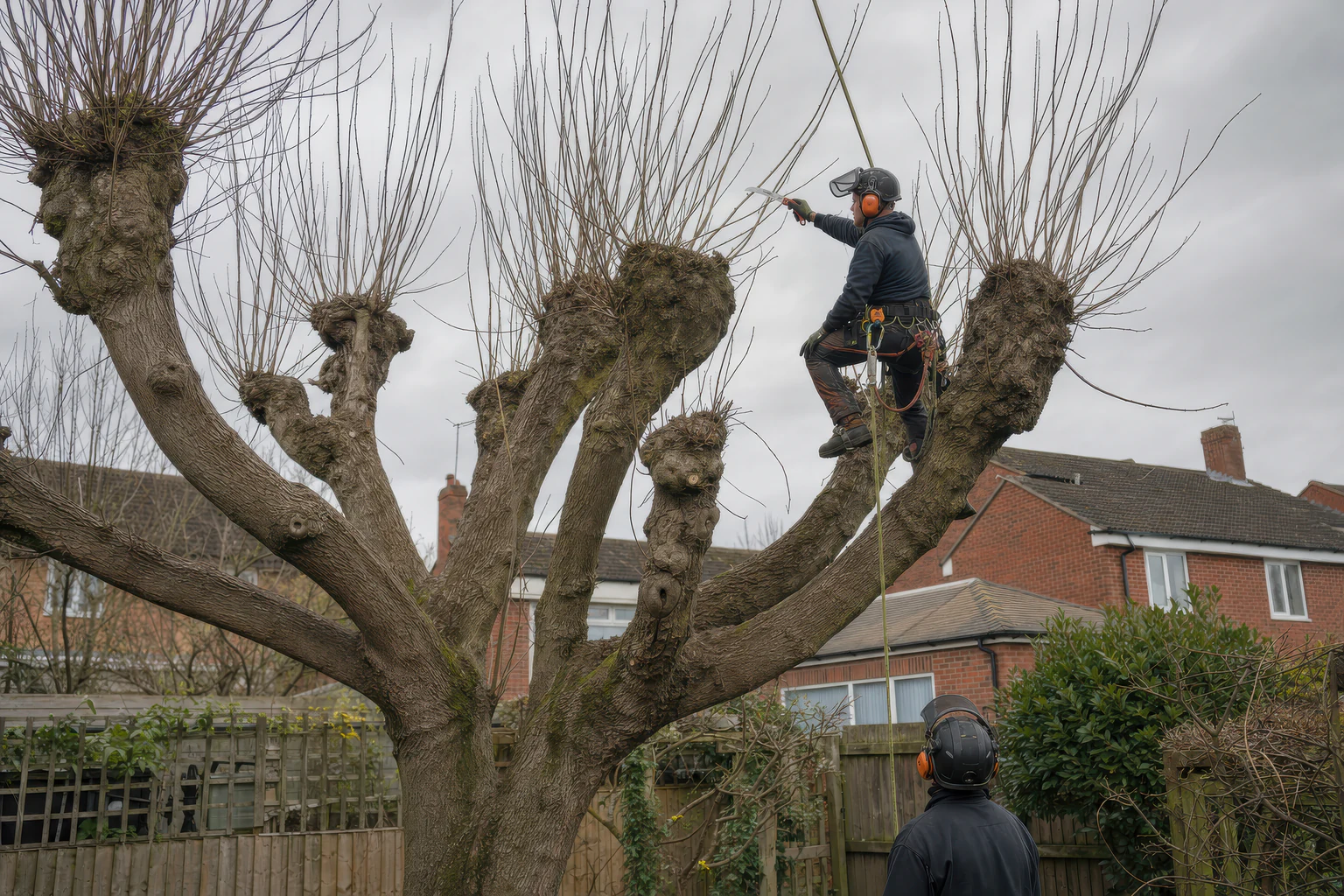 An arborist removing slender winter regrowth from the heads of an established pollard.