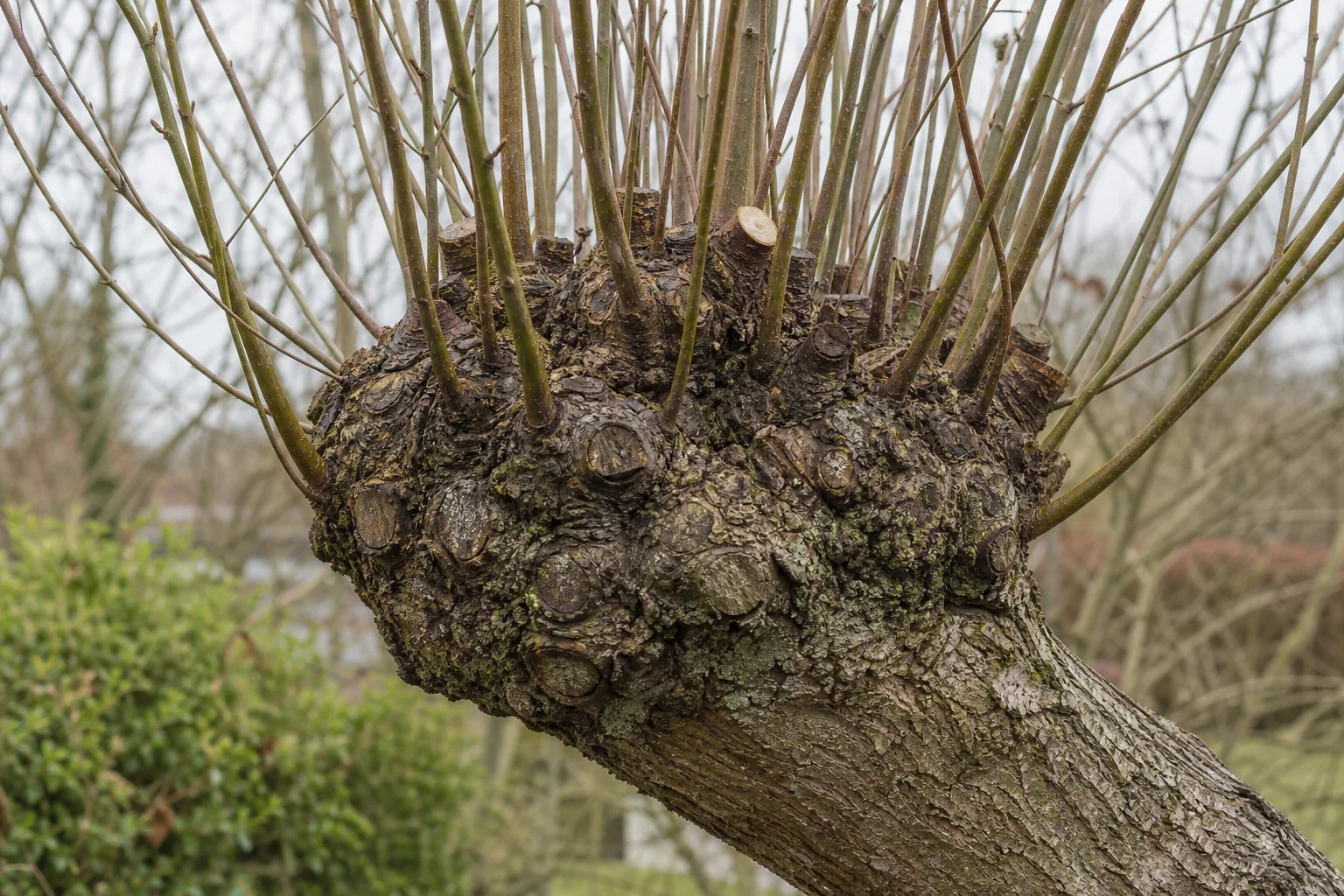 A close view of an established pollard head with old cut points and upright regrowth.